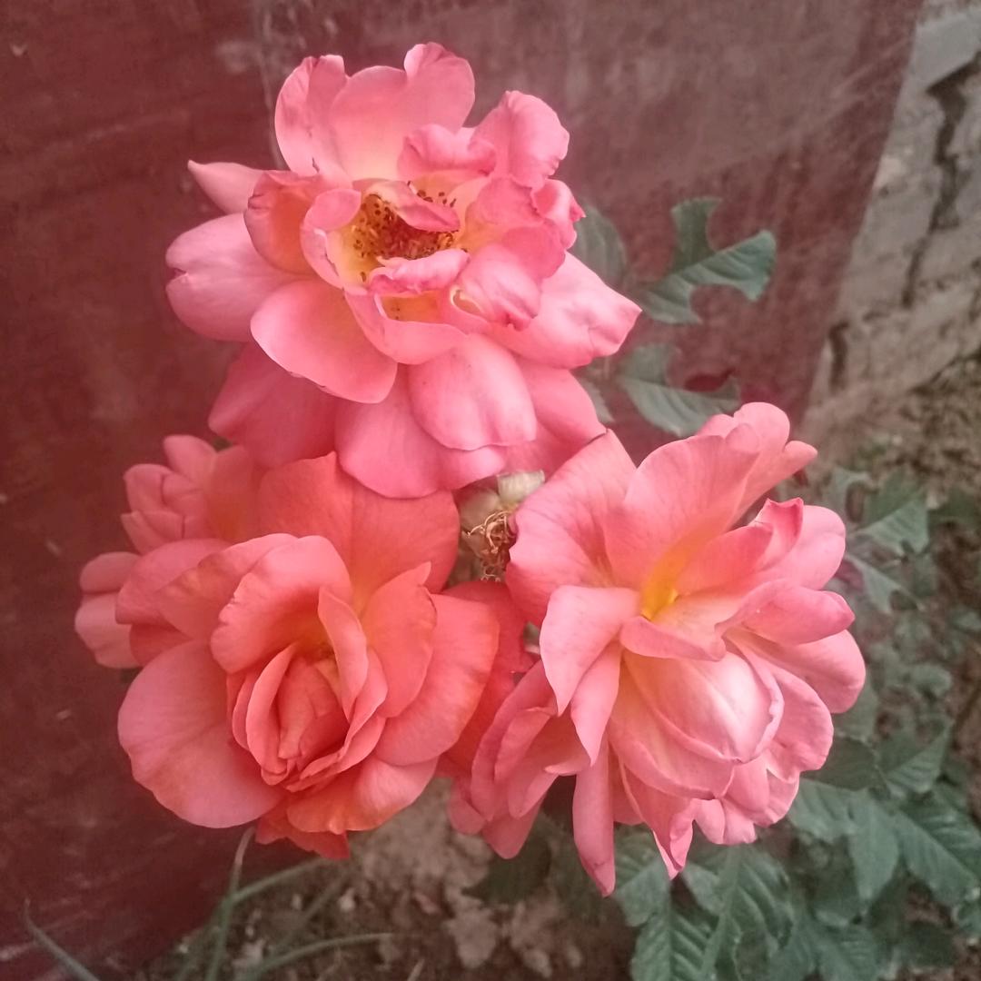 @若有战召必回🇨🇳