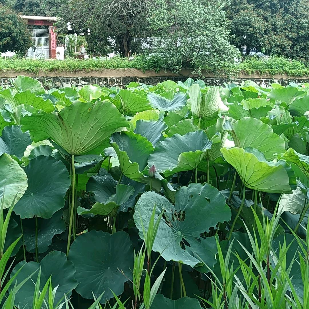 娥子拒绝私聊