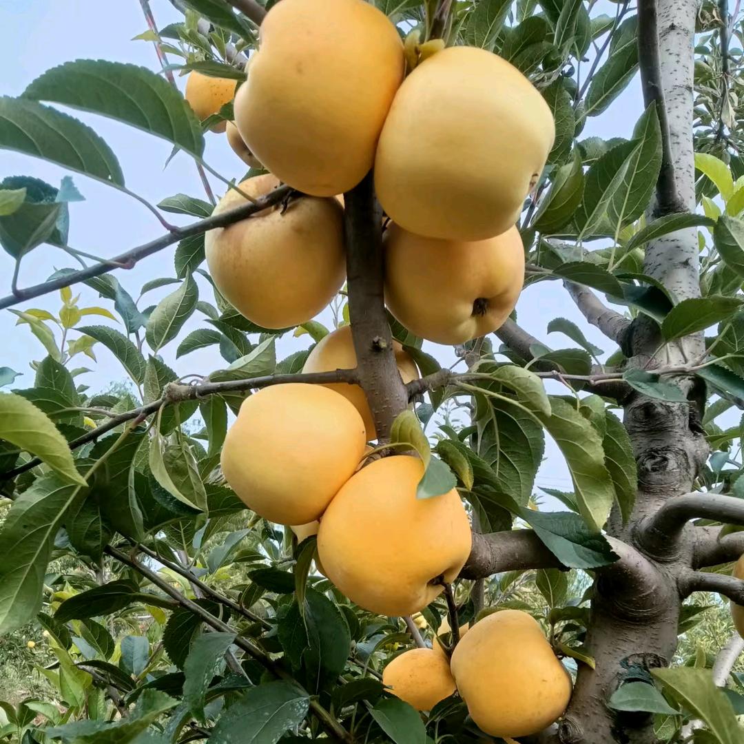 高邑县 乐悠悠家庭农场