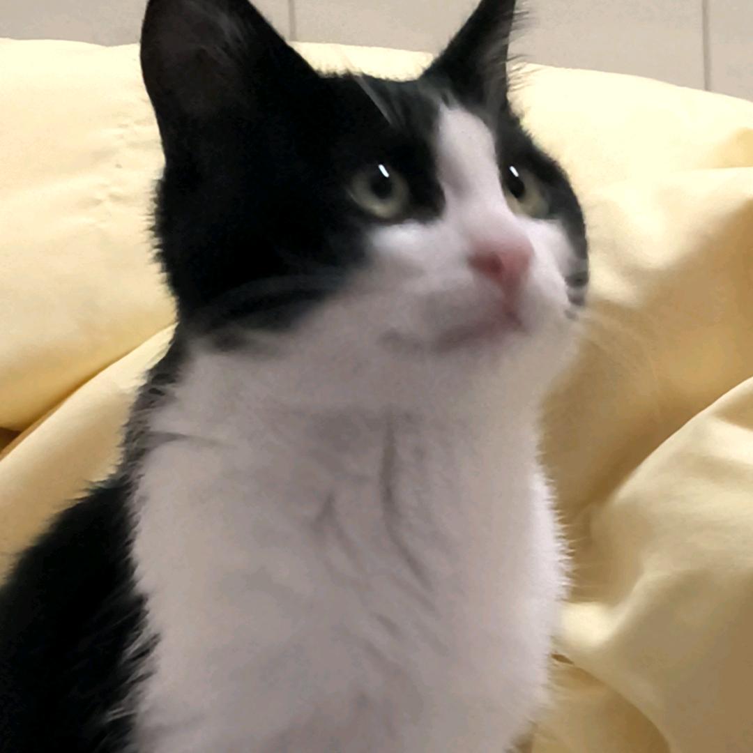 渡清欢