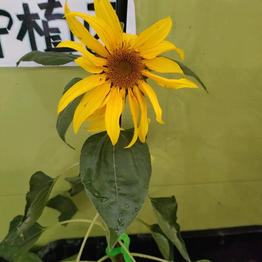 用户小笨笨779688545743