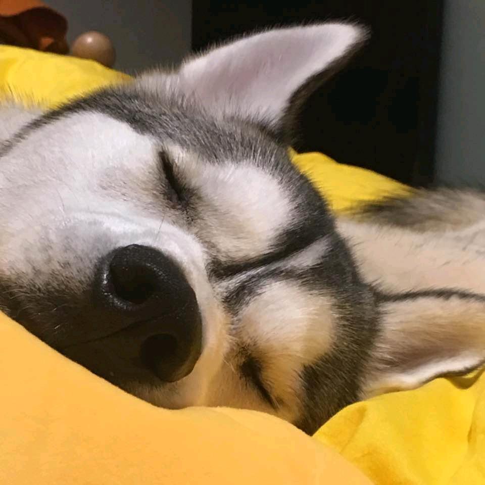 一只哈士奇的妈妈