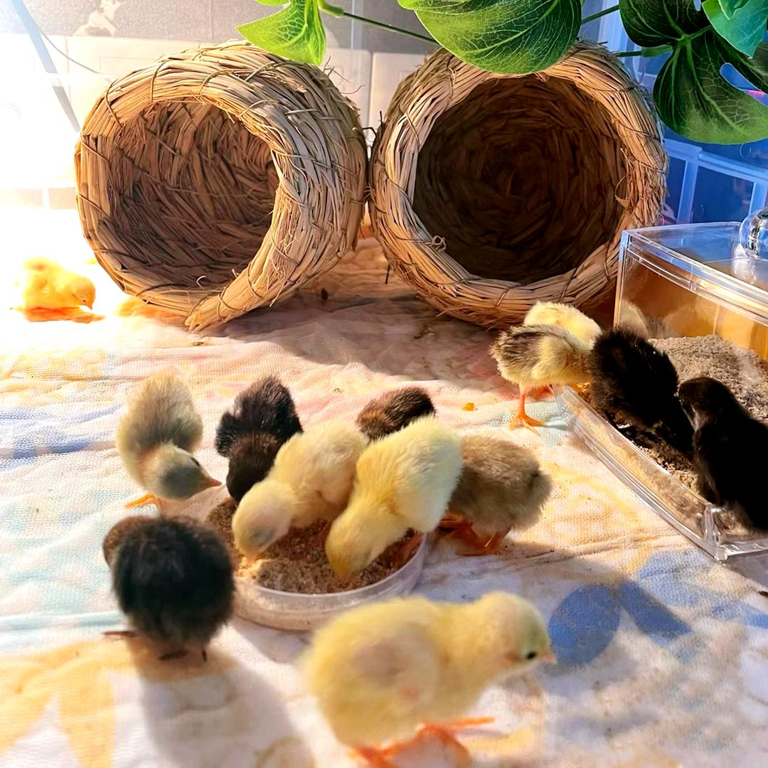 喵咪家的芦丁鸡