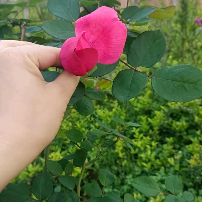 🌸心想事陈🌸