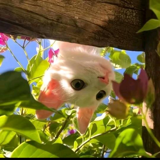 沫凹猫🐱