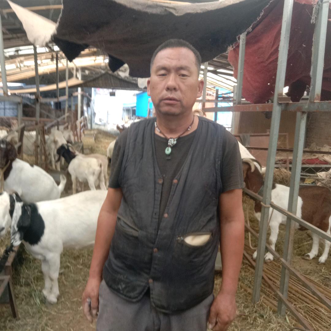 官庄羊市网红W2592