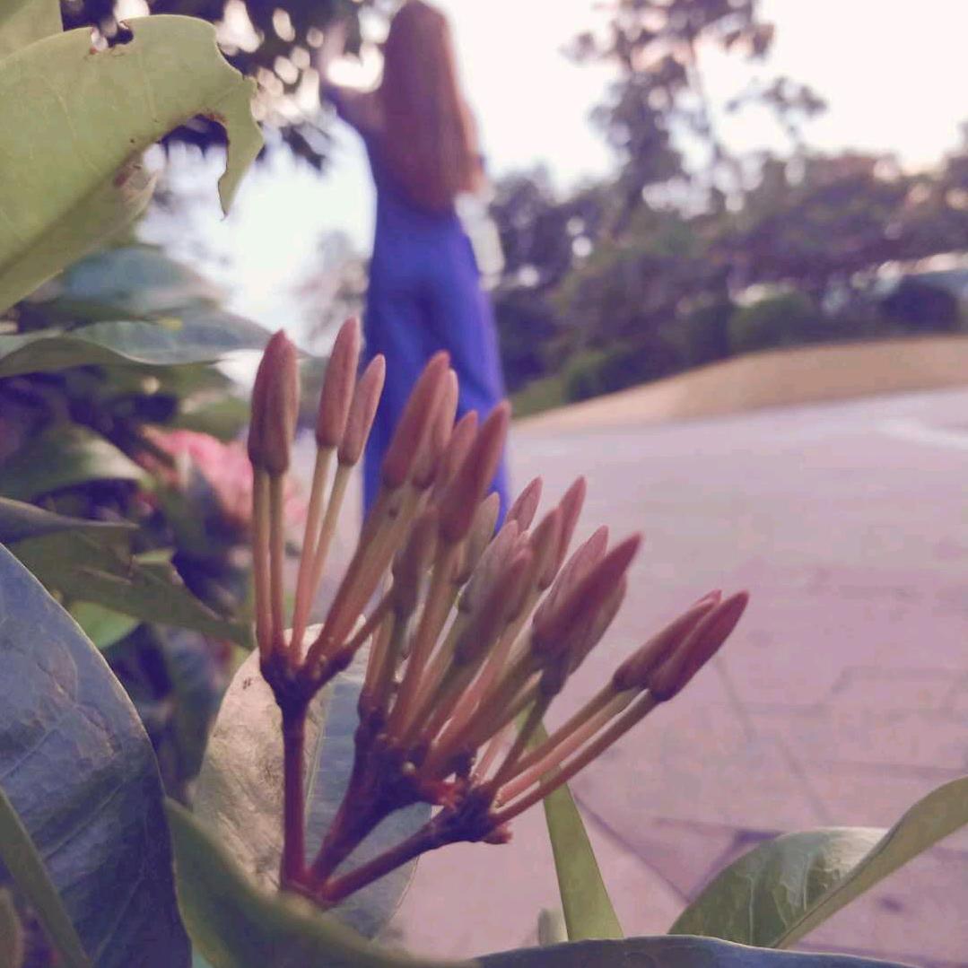小柳溜