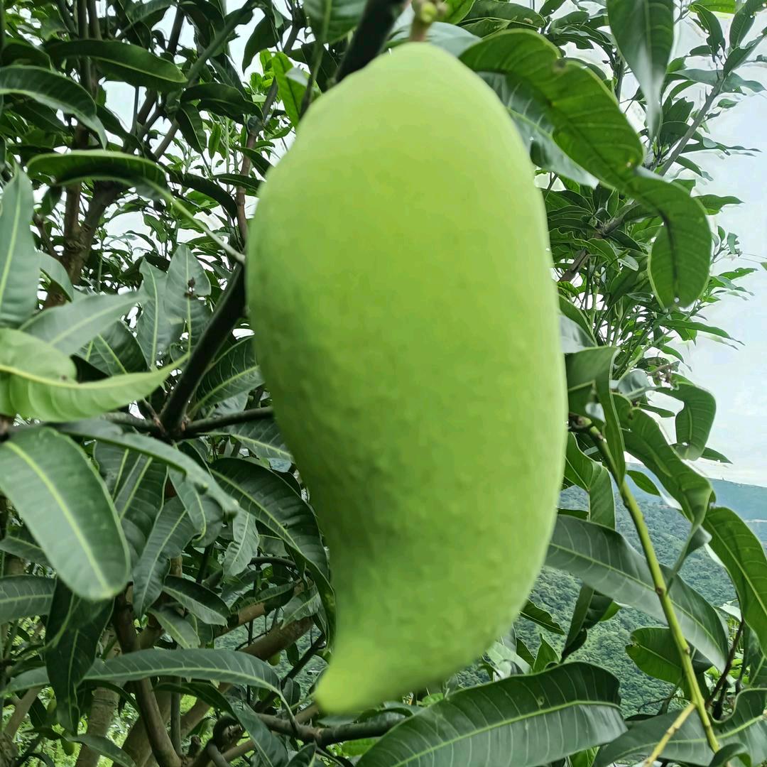 回忆