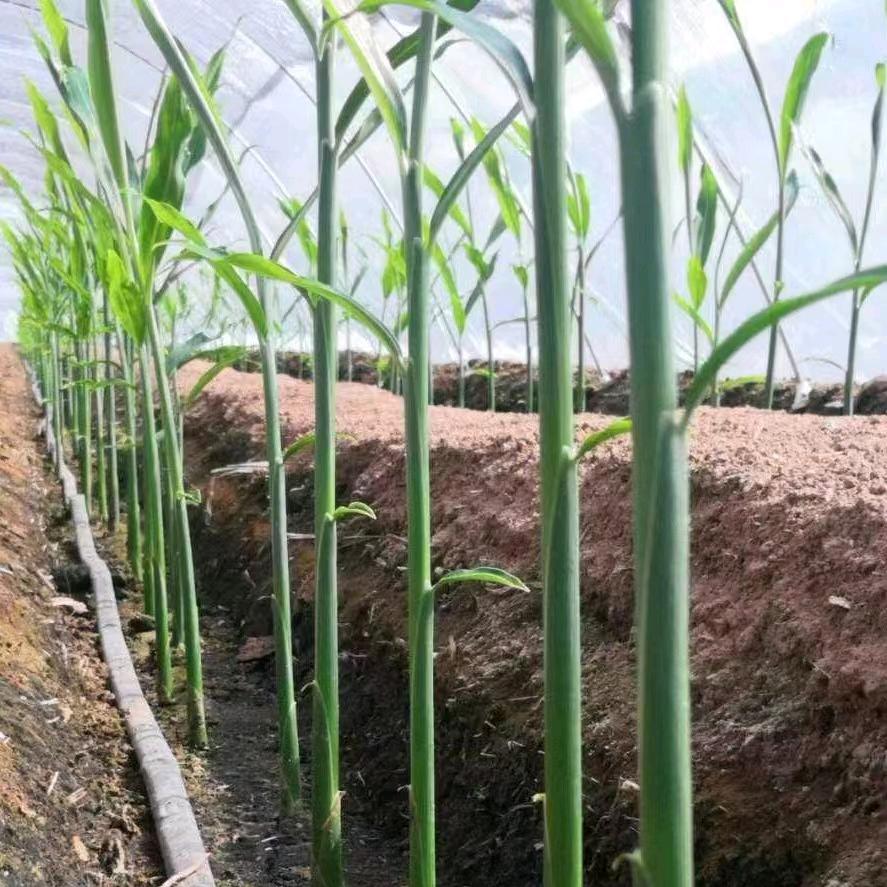 丰姜盛宴-最美大姜小胖