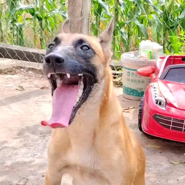 广西马犬训养 狗