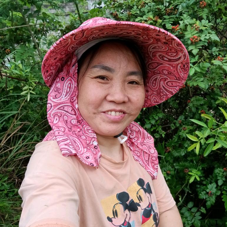 萝卜菜