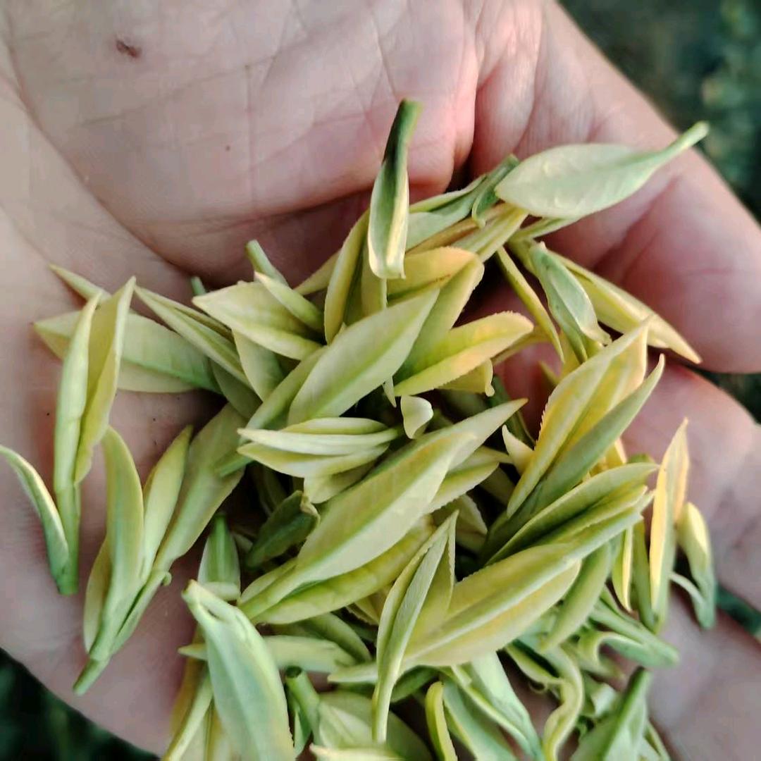 茶农（鲜叶运输工）