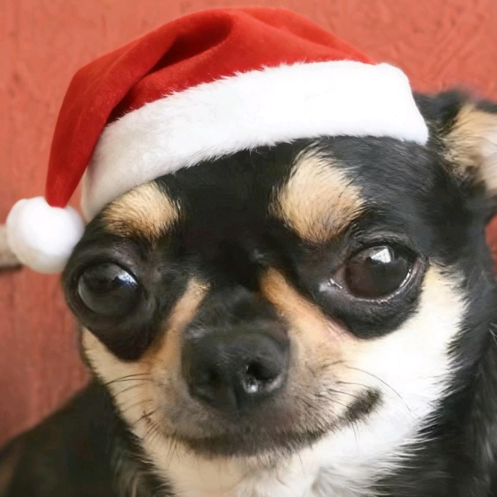 猪大肠(不直播不接广不带货)