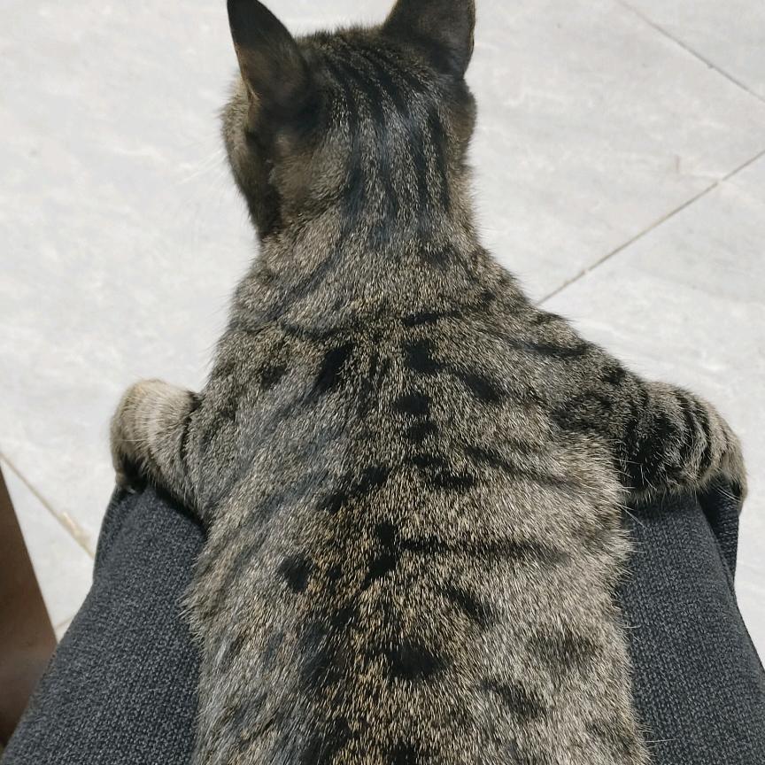 我家有只狸花猫