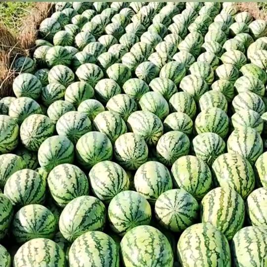 郸城小贾在新疆奋斗中