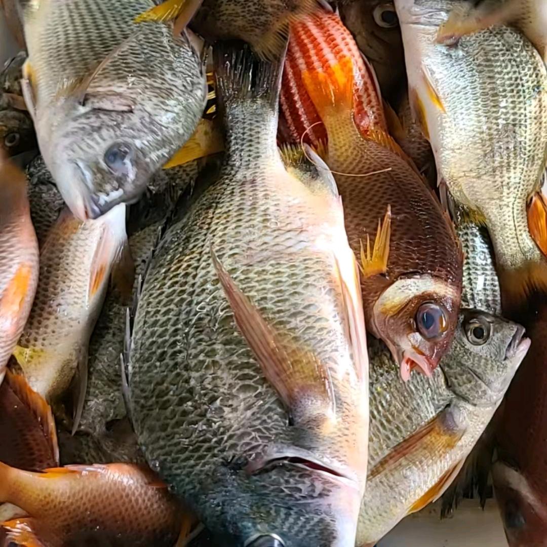 硇洲天然海鲜雅