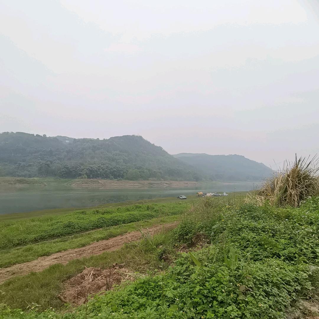 青草