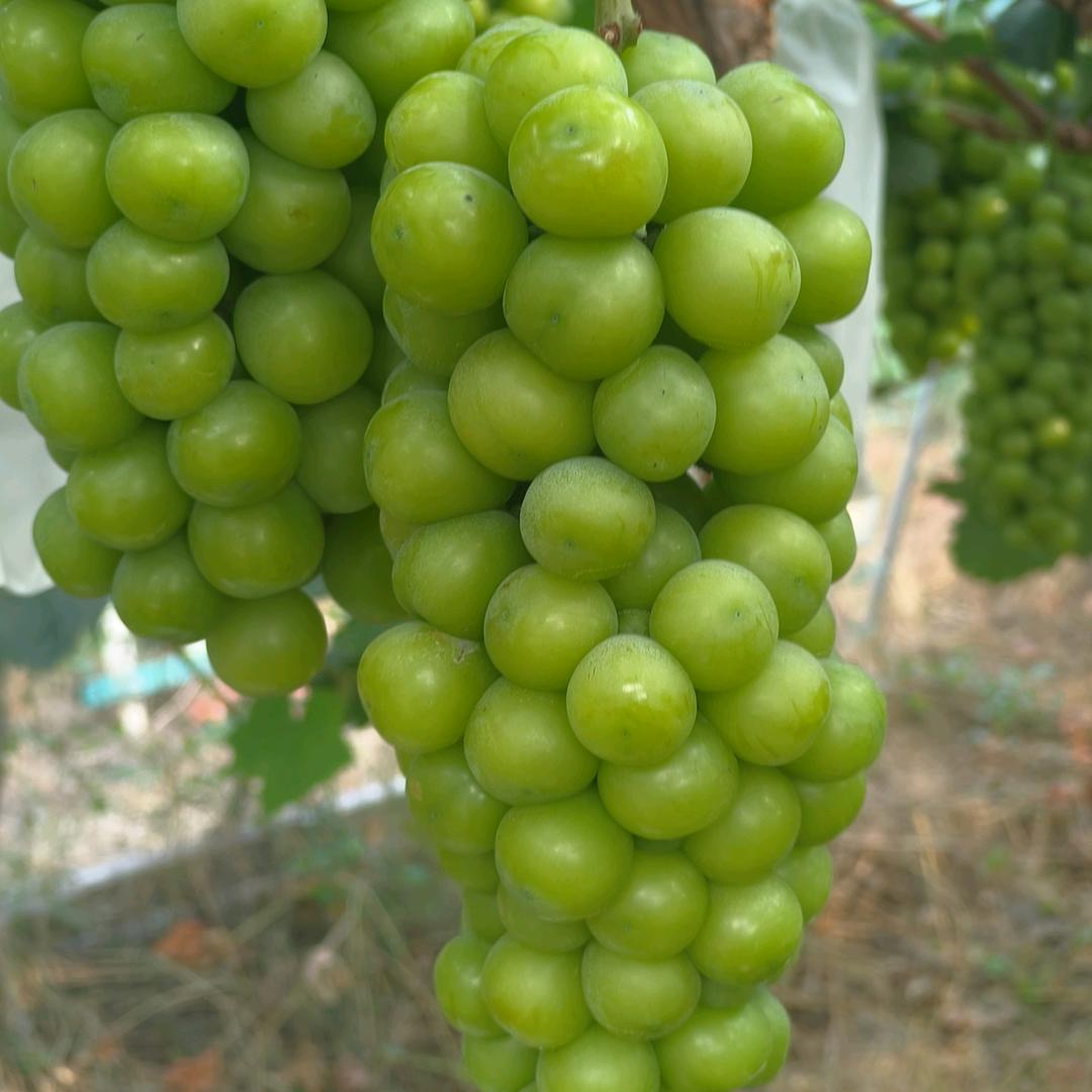 阳光玫瑰葡萄生态园官方号