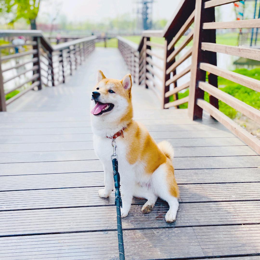 是Rocky呀