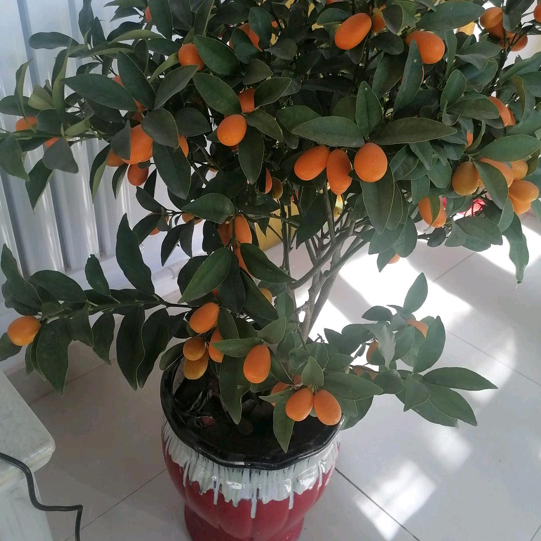 孙瑛鸿