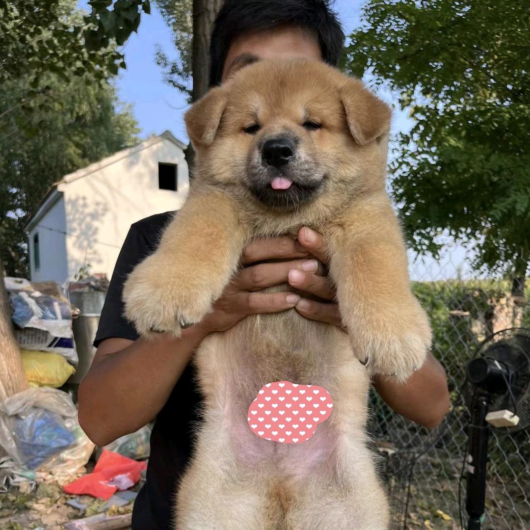 叮当狗狗
