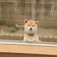 吃吃吃QAQ