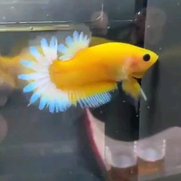 莲丫