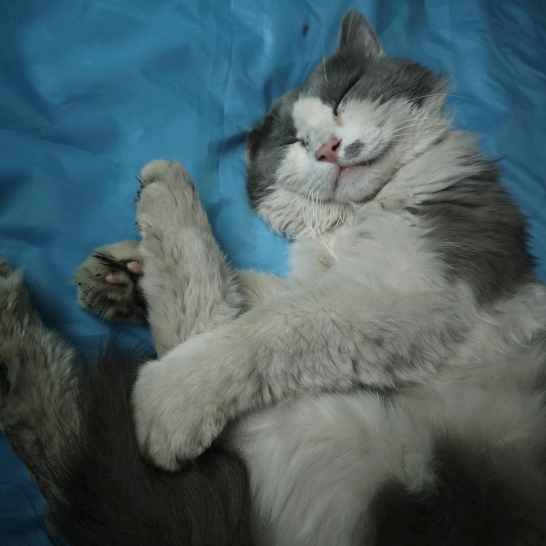 有只猫咪叫收拾