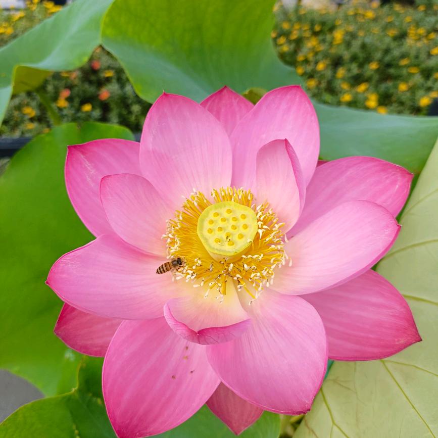 万平