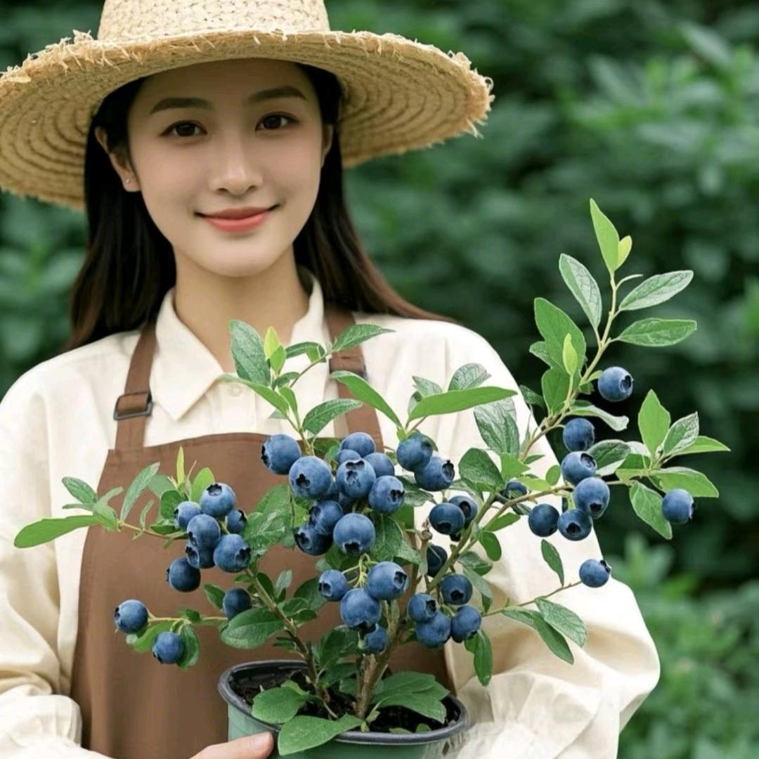 申家姑娘