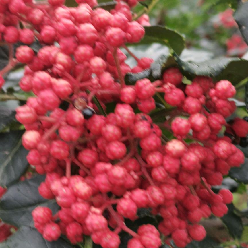 《gao》花椒购销