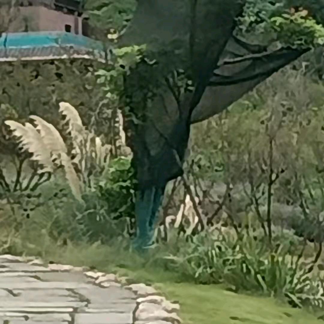 梦中有你