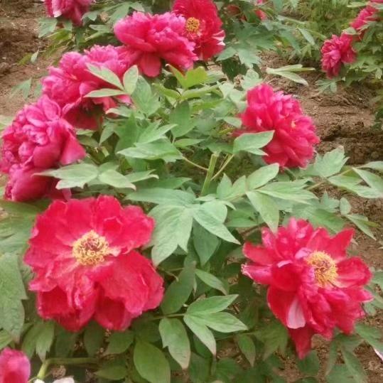 睢宁晚柠家居蚕丝被