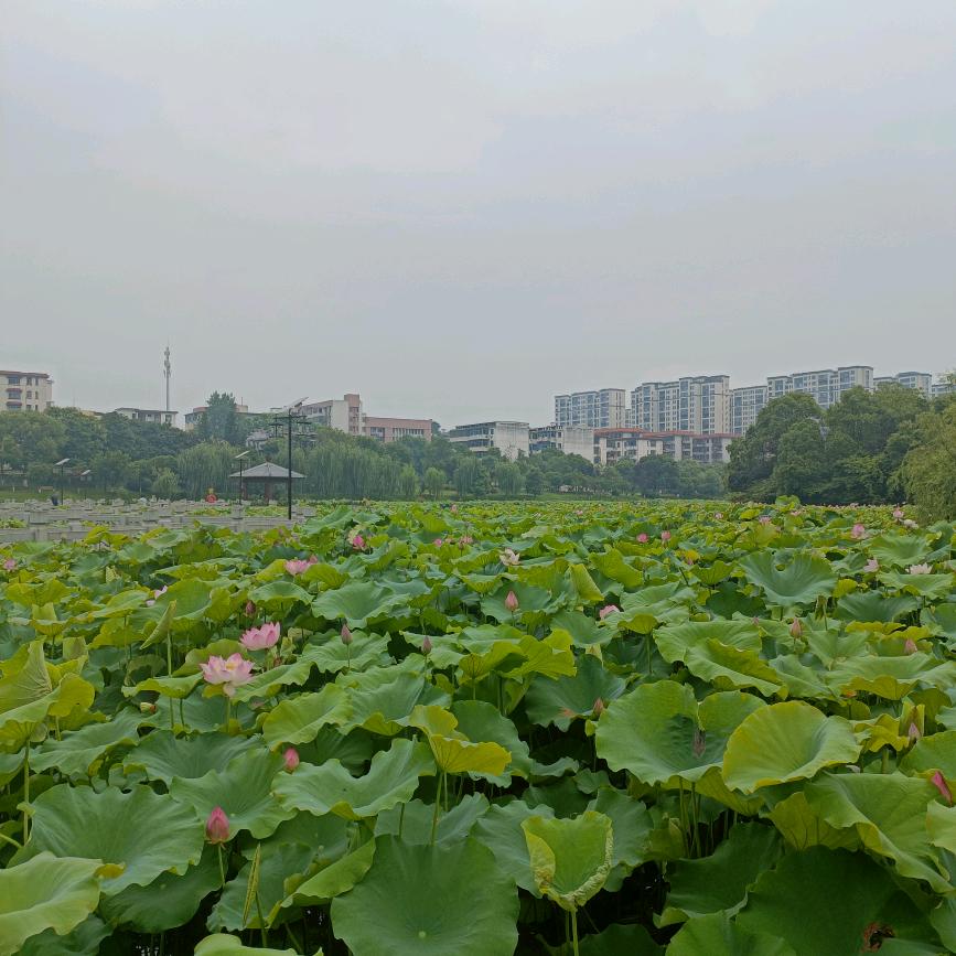 贪吃的‘‘金’’圆宝