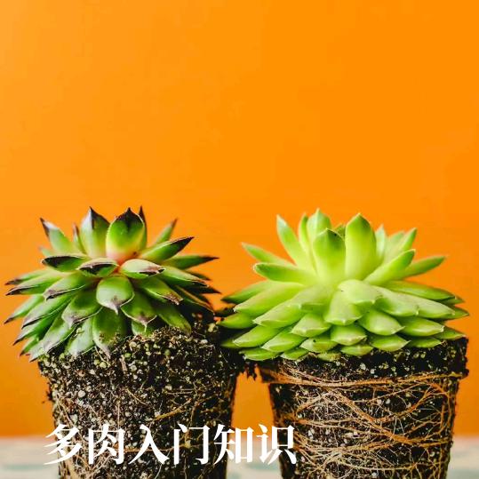 燕子:（社旗古城纯手工粽子）