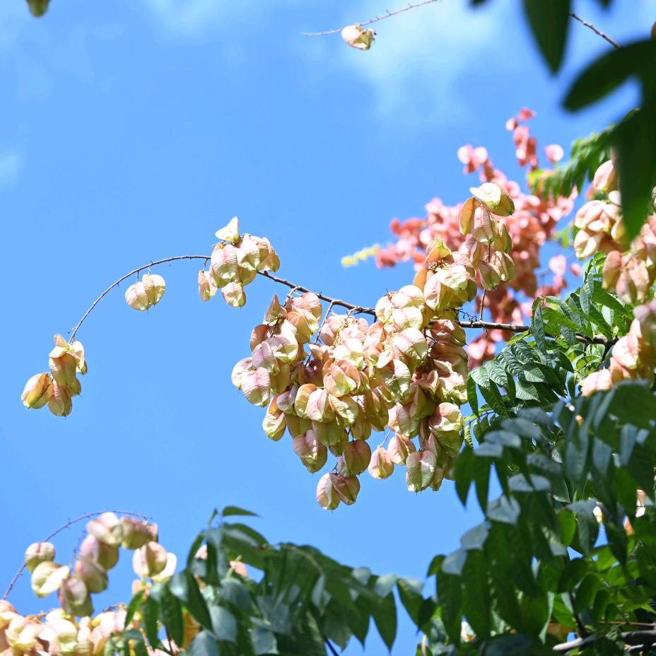 山有木兮木有枝☀️