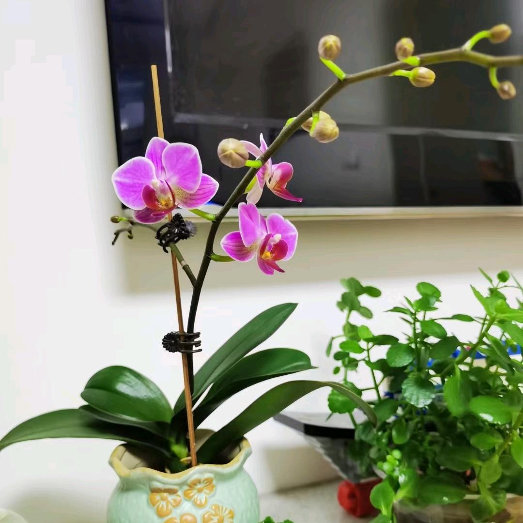 莉丽