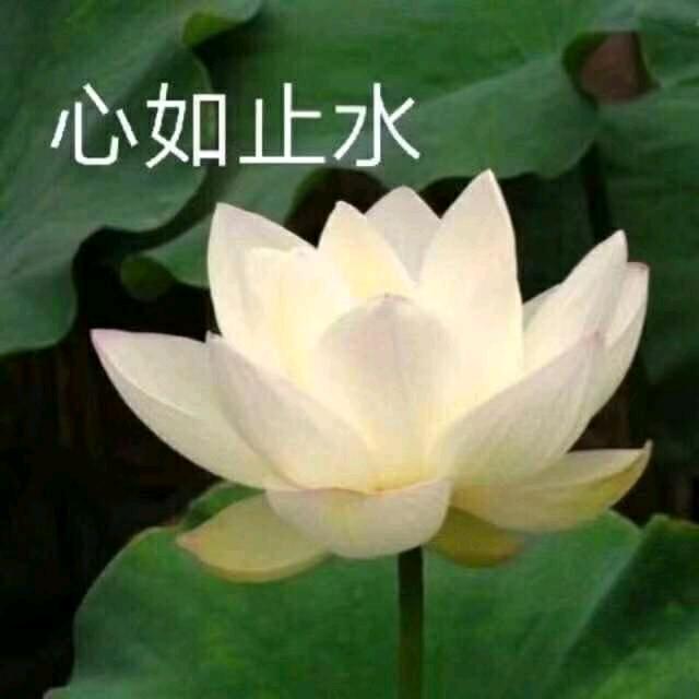 H燕南飞