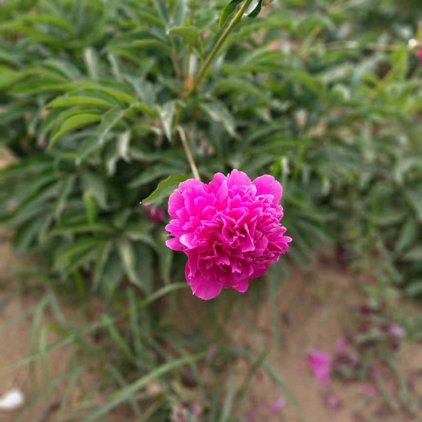 淡然