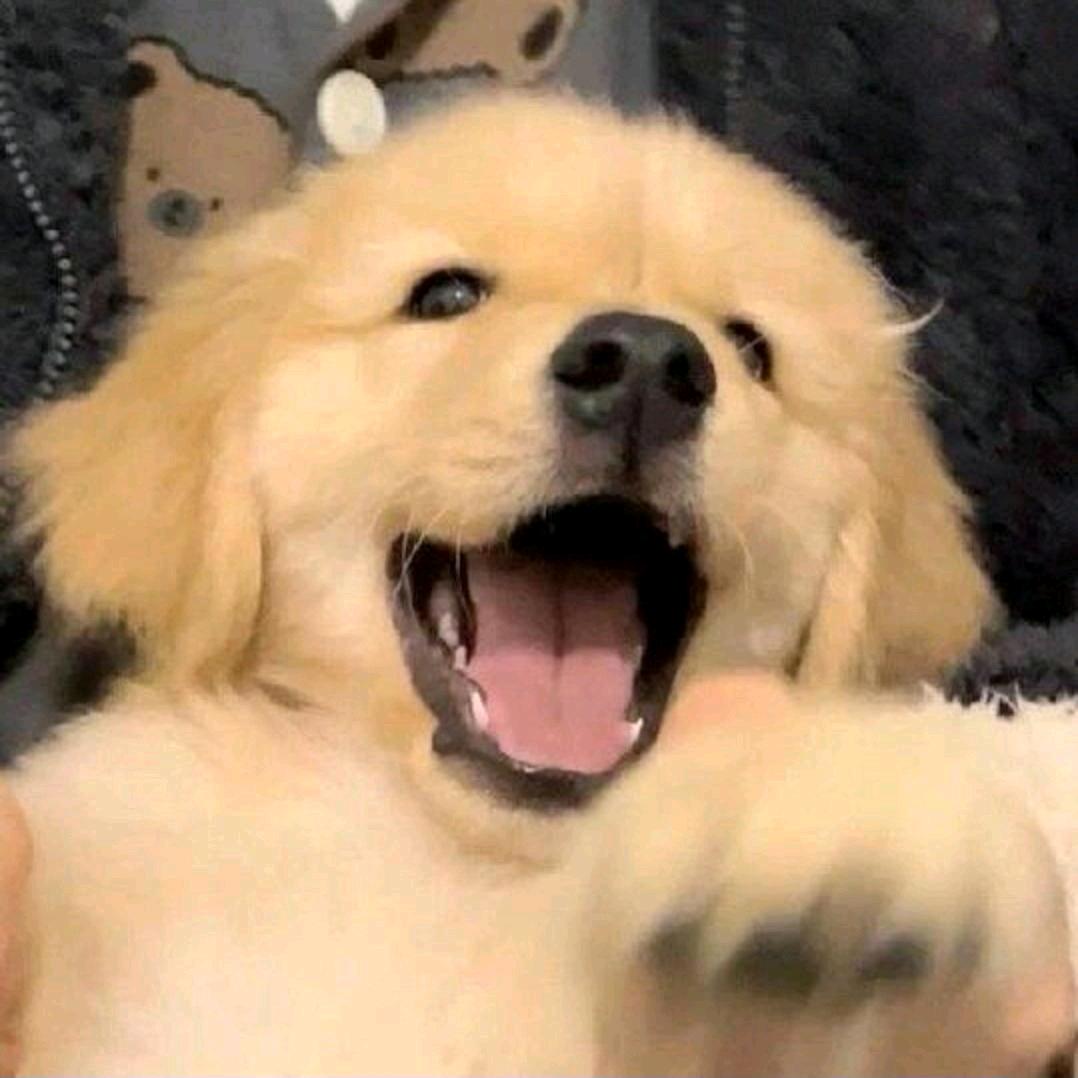 一只肥熊.