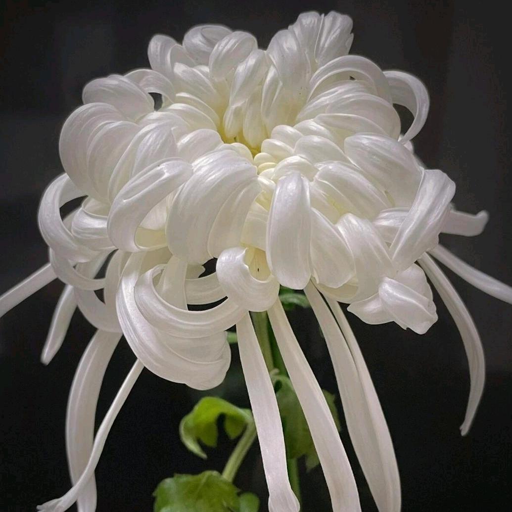 巧林花卉