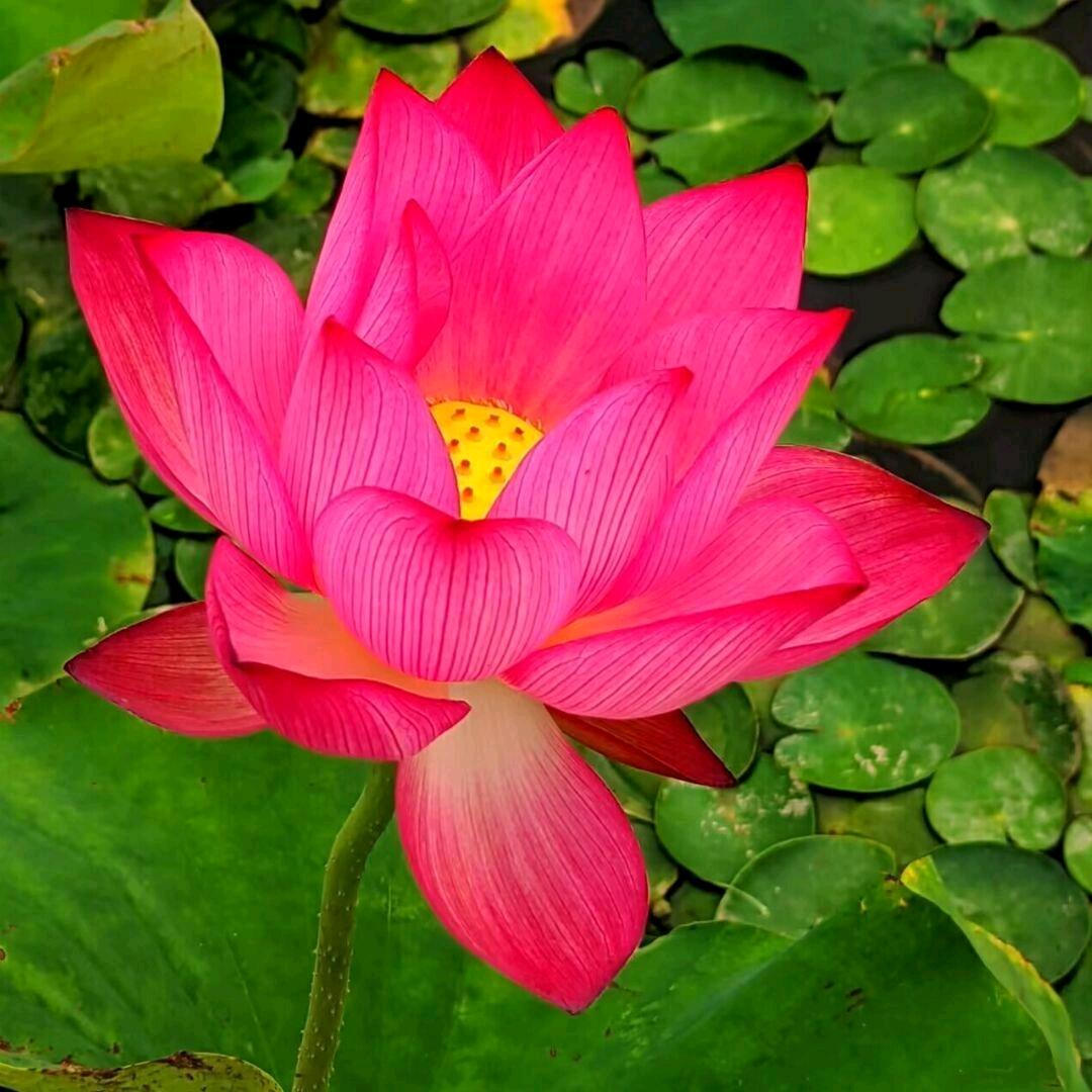 岁月静好