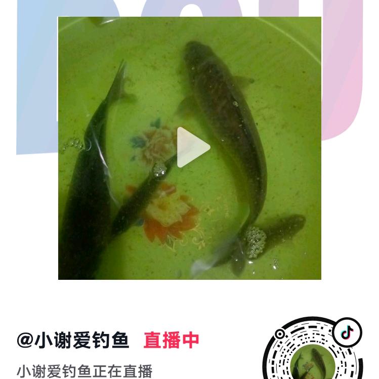 小谢爱钓鱼
