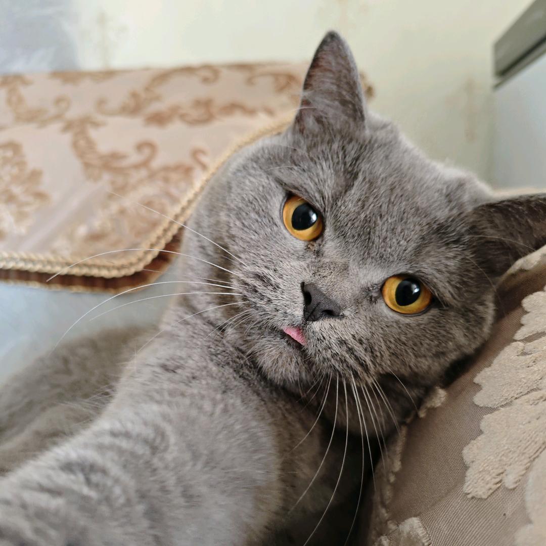 蓝猫管理员