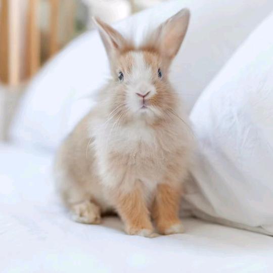 兔🐇