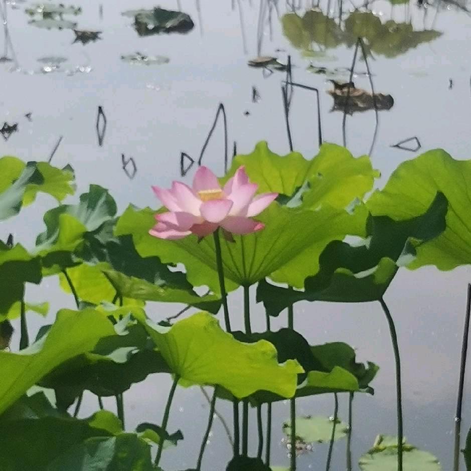 YANGKUN