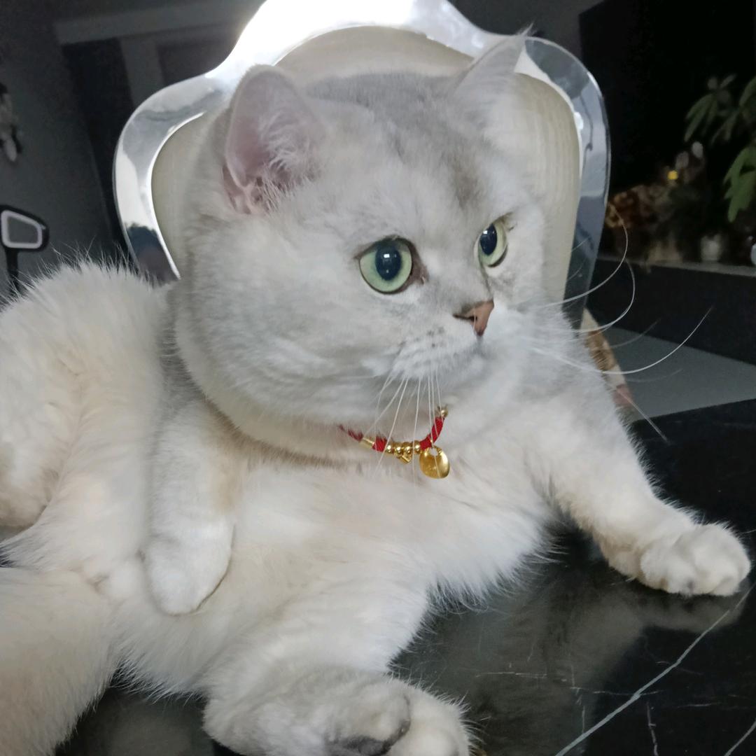 张师傅