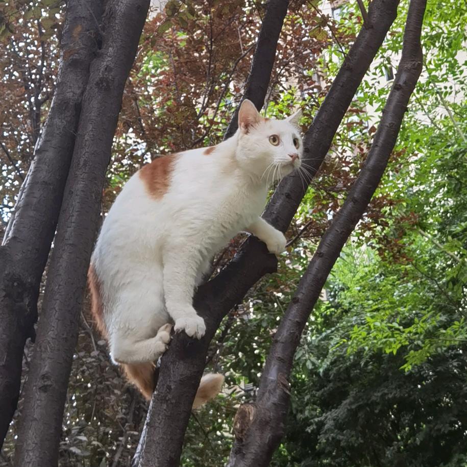 圆圆是本小区最靓的崽