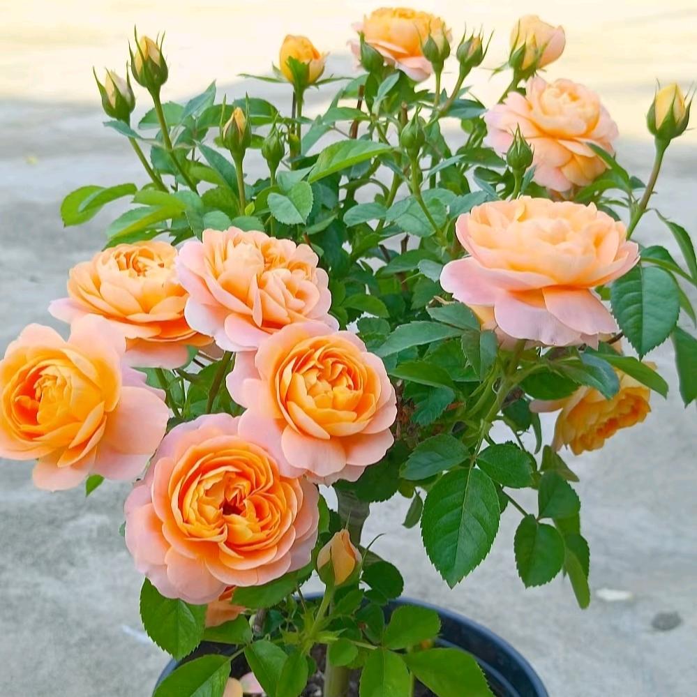 索儿花卉绿植生活坊