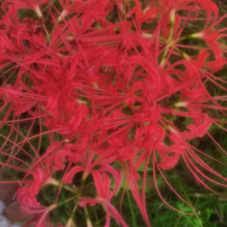 心如止水
